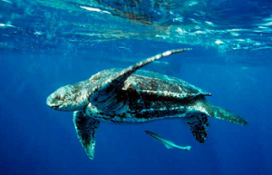Leatherback-sea-turtle-in-the-ocean